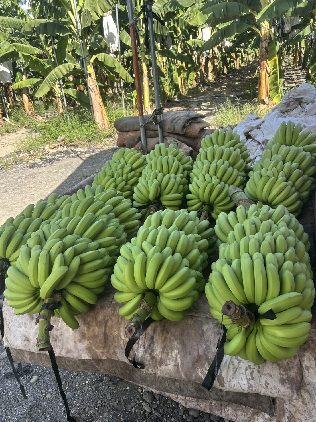 履歷香蕉