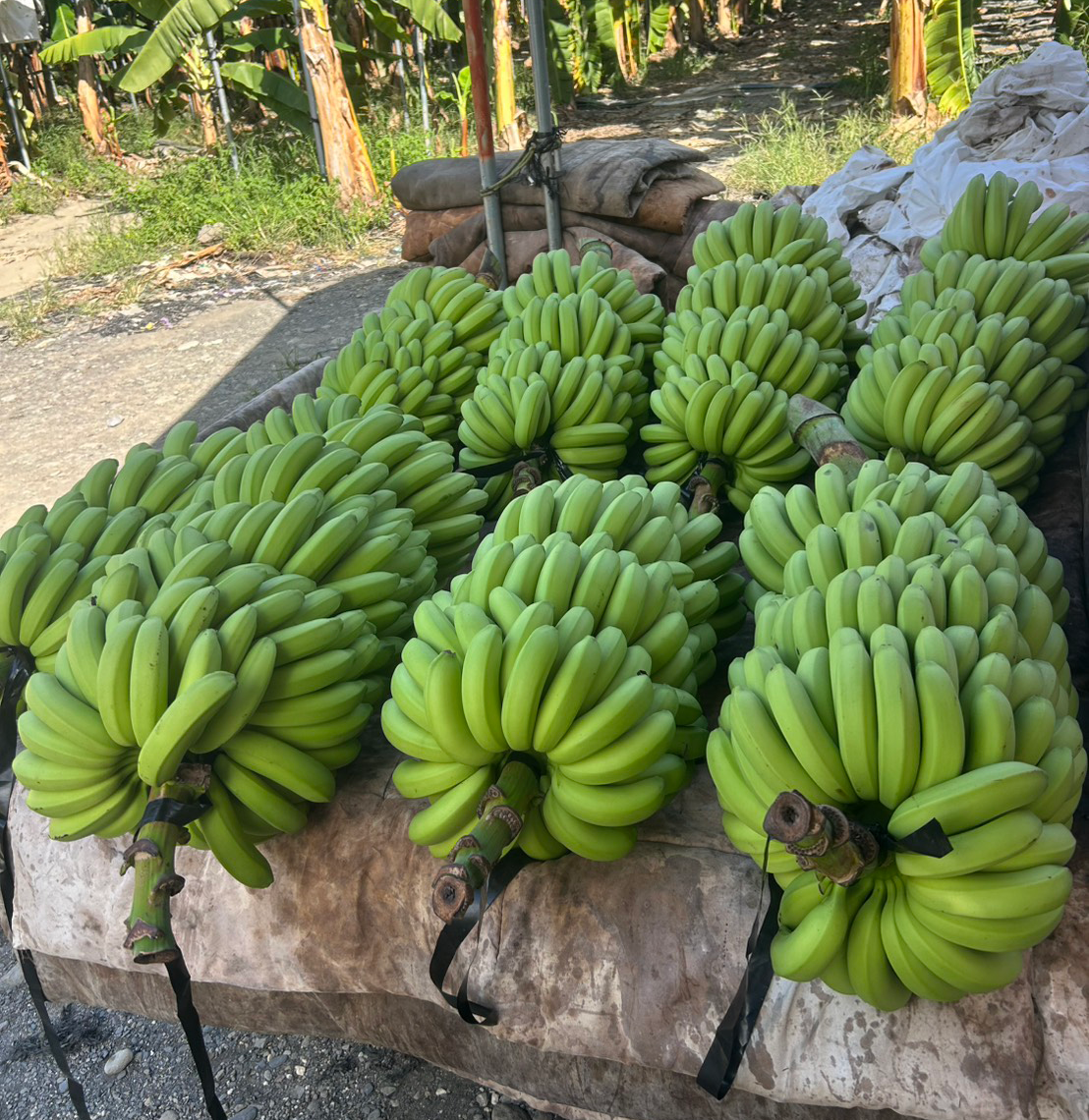 履歷香蕉